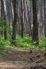 Forest path above Velingrad, Bulgaria