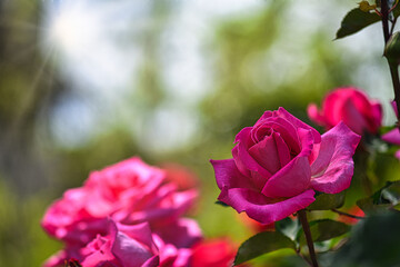 薔薇園に咲く満開のバラの花