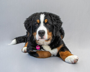 Bernese Mountain Dog Puppy 6 months old