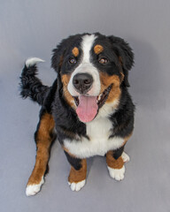 Bernese Mountain Dog Puppy 6 months old