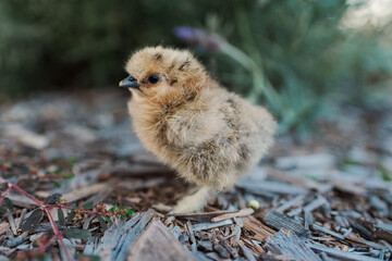 baby silkie chick partridge colour