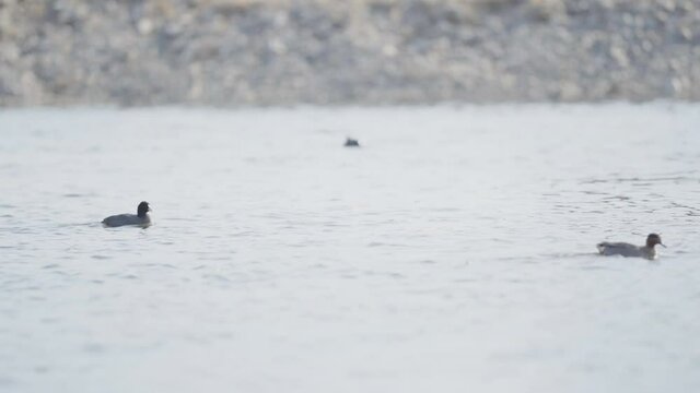 The crowd of vogels are freely frolicking, frisking, romping and roaming on the water (2)