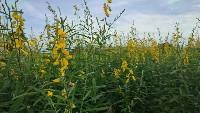 4K Video, Yellow flower fields of Sunn hemp or Crotalaria juncea is a tropical Asian plant moving in the wind.