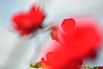 バラ園の枯れた赤いバラの花（絵画風）