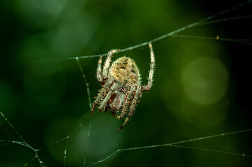 Spider