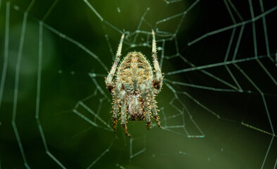 Spider