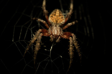 Spider