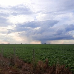 field of corn