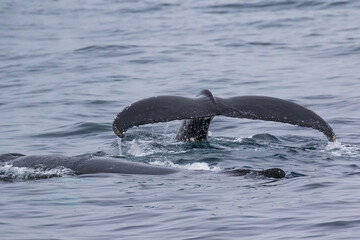 Humpback Whales passing the East Australian coastline as they follow their annual migration route