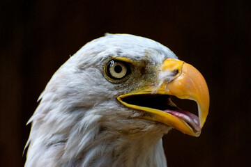 Photo of a Bald Eagle's Head 
