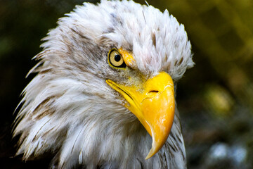 bald eagle portrait