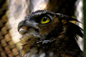 portrait of a Great-horned Owl