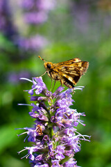 Yellow Skipper Butterfly on a Lavender Flower 