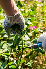 gardener pruning shears old dried roses in the garden