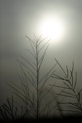 grayscale image of grass and the sun