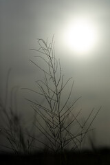 Obraz na płótnie Canvas grayscale image of grass and the sun