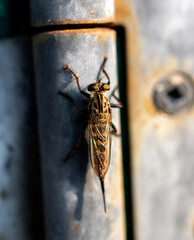 photo of a robber fly 