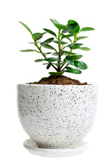 Banyan tree (Moraceae) or ficus annulata small plant green leaf grown in cement pots isolated on white background. Ornamental plants. Lucky tree.