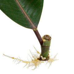 Closeup root and sapling grow of Indian rubber plant tree after cut graft. India rubber fig green leaves air purifier plant indoor minimal design. Ficus elastica black prince black Knight.