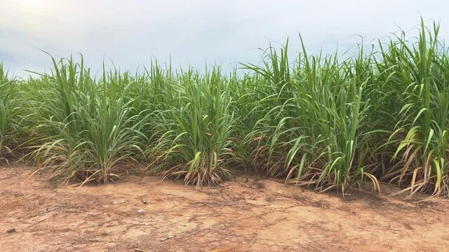 4k video sugar sugarcane field