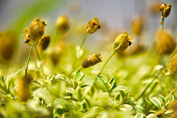 花壇の中に咲く小さな花