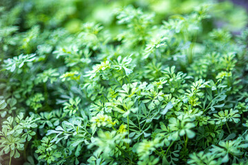 Ruta graveolens