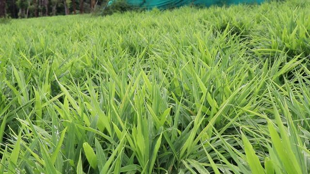 Ginger farm with blowing winds. Big agricultural land with ginger crop