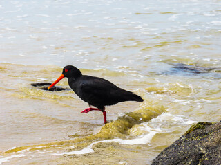 Oyster catcher bird walking in water looking for food