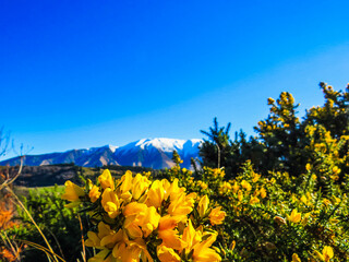 yellow flowers in the snowy mountains