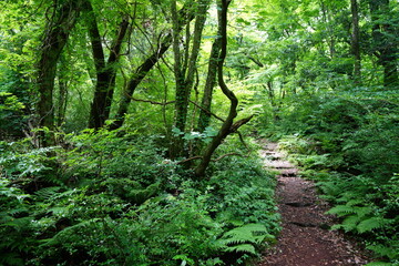 a refreshing spring forest with a path, in the sunlight