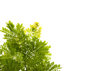 leaves