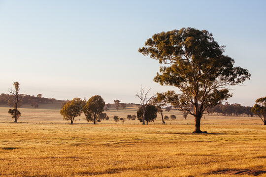 Australian Country Road at Sunset near Bendigo