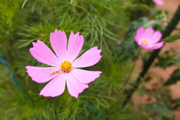 コスモスとカマキリ