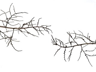 Branches. Dry twigs. Isolated on white background.