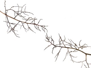 Fototapeta premium silhouette of a tree