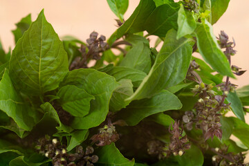 Thai basil or locally known as daun selasih normally used in Asian cooking. Selective focus points. Blurred background