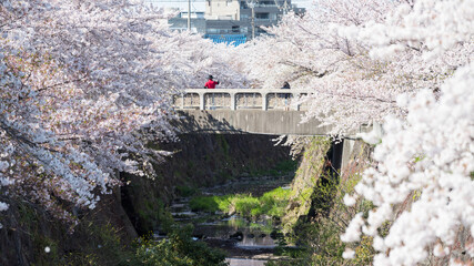 couple selfie on bridge with cherry sakura, Nagoya
