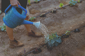 Naklejka premium Gardening concept a male gardener watering vegetable plants using a watering can to provide the moist into the soil