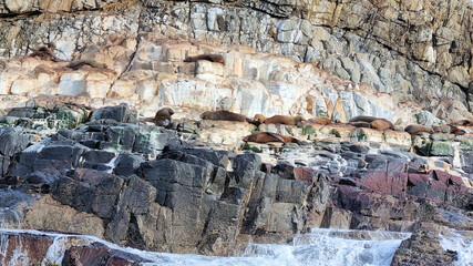 Fototapeta premium Australian Fur Seal Arctocephalus pusillus doriferus on the Friars Rocks Bruny Island Tasmania