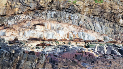 Australian Fur Seal Arctocephalus pusillus doriferus on the Friars Rocks Bruny Island Tasmania