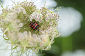 Italien striped bug (Graphosoma italicum) in a fruit umbel of wild carrot. - obrazy, fototapety, plakaty