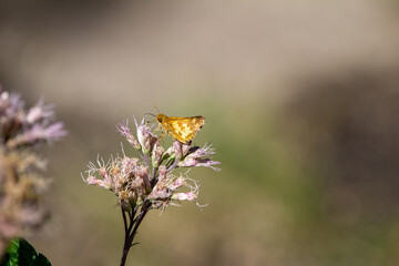 Close up view of a cute little golden skipper butterfly moth feeding on the blossoms and buds of a...