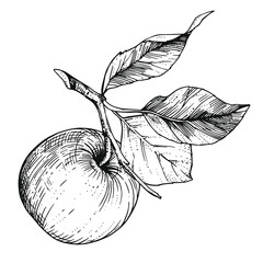 Hand-drawn sketch apple on a branch with leaves. Vintage style engraving. Ink and pen drawing.