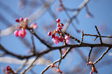 早咲きの河津桜のピンクの花