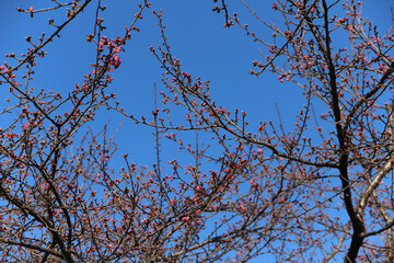 早咲きの河津桜のピンクの花
