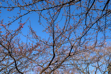 早咲きの河津桜のピンクの花