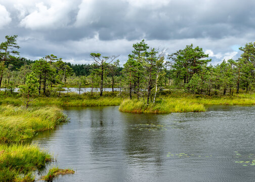 landscape from the bog, bog after rain, bog lake, dark storm clouds, traditional bog vegetation, heather, grass, bog pines, Tolkuse raba matkarada, Parnu county, Estonia