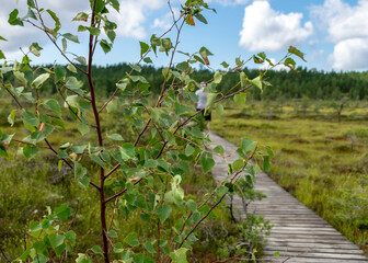 landscape from the bog, bog after rain, wet wooden footbridges in wet bog, dark storm clouds, traditional bog vegetation, heather, grass, bog pines, Tolkuse bog hiking trail, Parnu county, Estonia