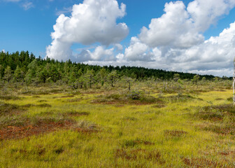 landscape from the bog, bog after rain, dark storm clouds, traditional bog vegetation, heather, grass, bog pines, Tolkuse bog hiking trail, Parnu county, Estonia