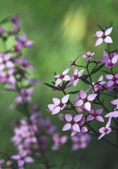 Beautiful pink flowers of the Sydney Boronia, Boronia ledifolia, family Rutaceae. Winter to spring flowering. Endemic to sandstone soils of NSW and Victoria